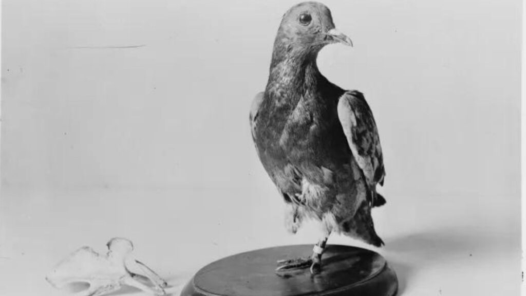 Las palomas, con su método de aprendizaje único, desafían nuestras percepciones y nos muestran que incluso en el reino animal, la IA existe.